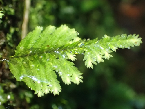 Lopidium concinnum observed 2026-10-11