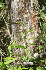 Image of Dichanthelium boscii