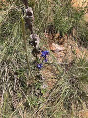 Delphinium scaposum