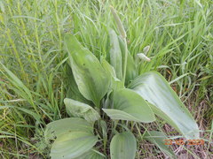 Plantago maxima
