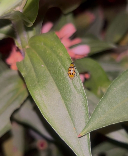 Spotted Cucumber Beetle
