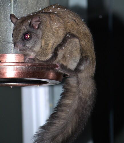Northern Flying Squirrel observed by lance_s