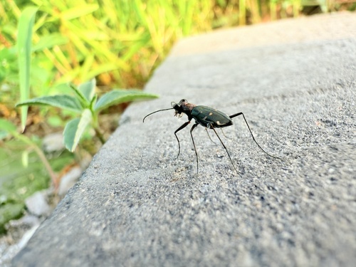 Cylindera kaleea