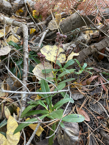 pipsissewa