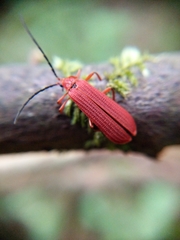 Punicealis hamata