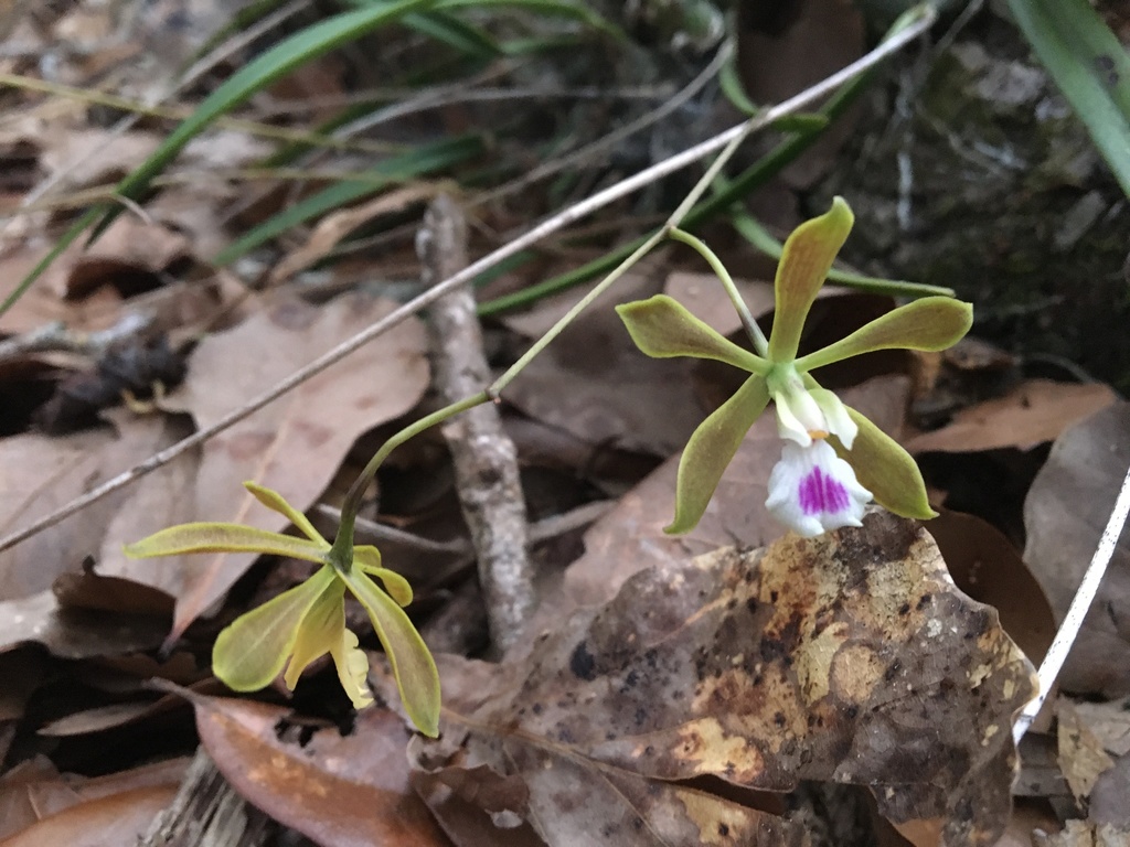 Encyclia tampensis