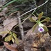 Florida Butterfly Orchid - Photo (c) Darren Oh, some rights reserved (CC BY-SA), uploaded by Darren Oh