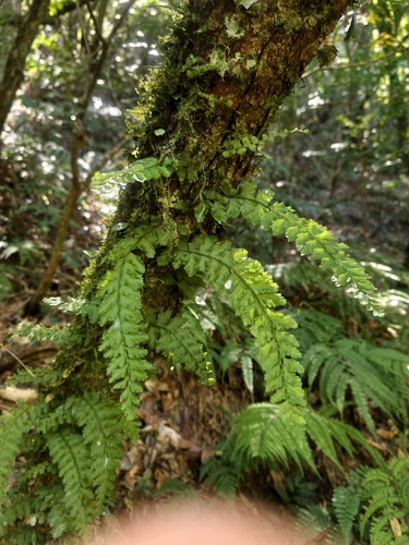 Vandenboschia auriculata observed 2026-09-22
