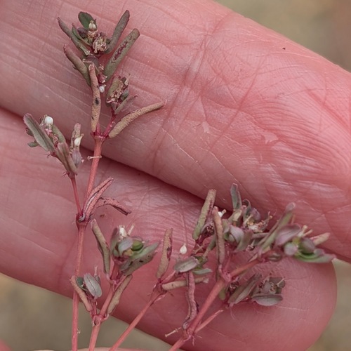 Euphorbia serpillifolia, 2026-10-10