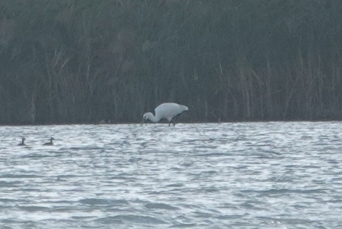 Eurasian Spoonbill