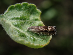 Grapholita interstinctana