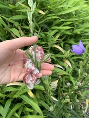 Campanula persicifolia