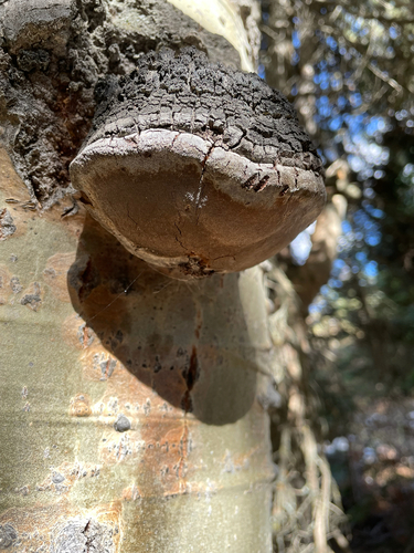 Aspen Bracket
