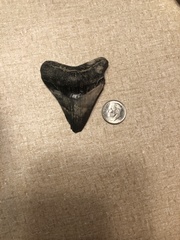 Carcharodon megalodon
