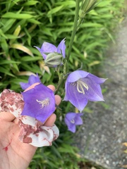 Campanula persicifolia