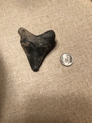 Carcharodon megalodon