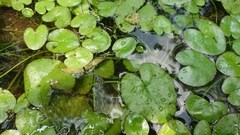 Nymphoides hydrophylla