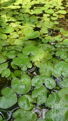 Nymphoides hydrophylla