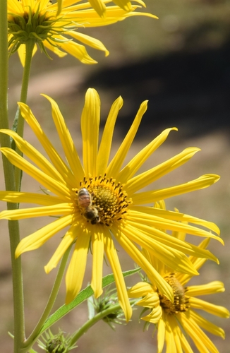 Western Honey Bee
