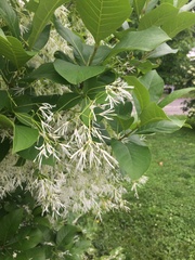 Chionanthus virginicus