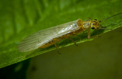 Perlodidae