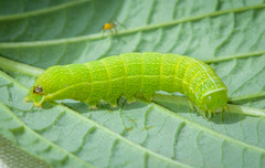 Orthosia hibisci