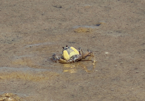 Mictyris longicarpus observed 2026-10-11