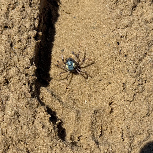 Mictyris longicarpus observed 2026-10-11
