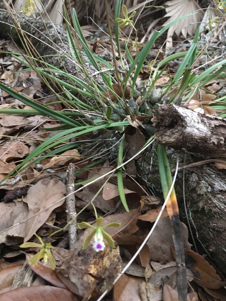 Encyclia tampensis (Lindl.) Small 4