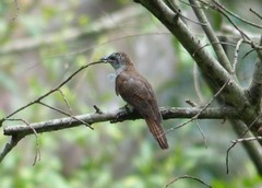 Cacomantis sonneratii