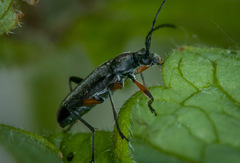 Grammoptera