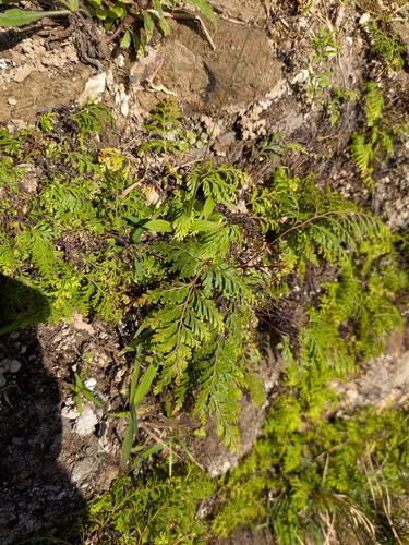 Adiantum observed 2026-09-30