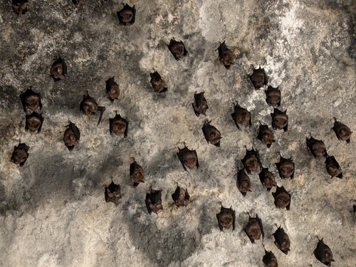 Hipposideros armiger observed 2026-10-10