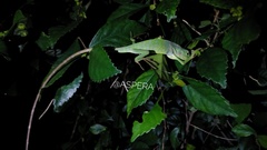 Bronchocela jubata