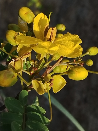 Senna siamea observed 2026-10-11