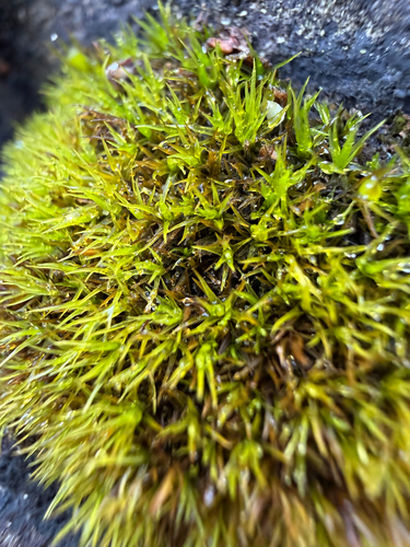 Schistidium maritimum observed 2026-10-10