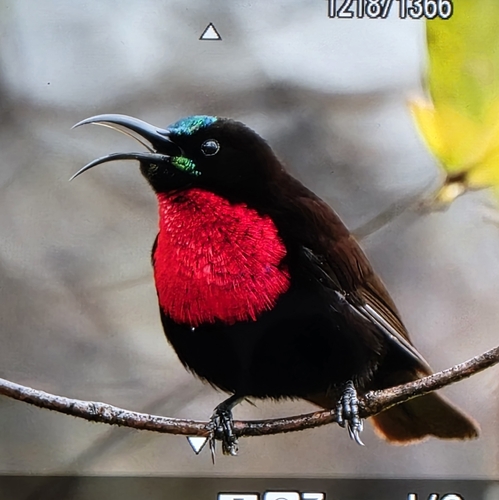 iNaturalist image