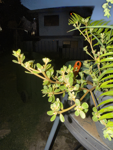 Portulaca oleracea observed 2026-10-10