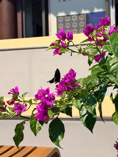 Common Mormon Swallowtail