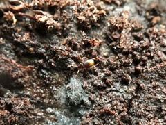 Mioptachys flavicauda