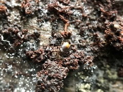 Mioptachys flavicauda