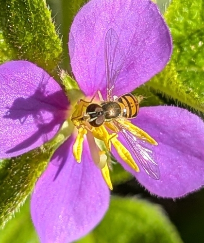 Toxomerus marginatus observed 2026-09-30