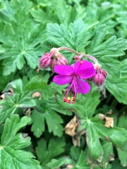 Geranium macrorrhizum