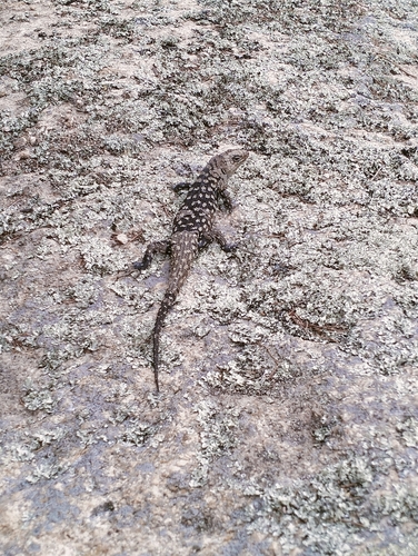 Cunningham's Skink