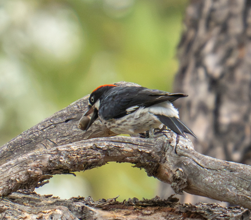 Acorn Woodpecker observed by arizona_adrienne