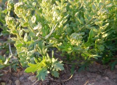 Lepidium oblongum