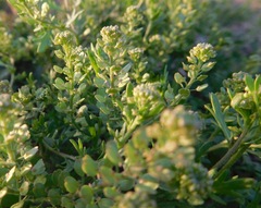 Lepidium oblongum