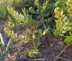 Lepidium oblongum