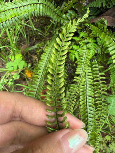 Asplenium monanthes observed 2026-10-10