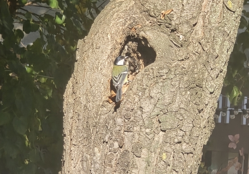 Great Tit